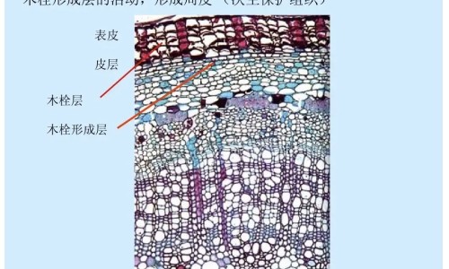 大黄黄连泄心功效网 - 为你提供大黄黄连泻心汤功效、大黄黄连泻心汤方义